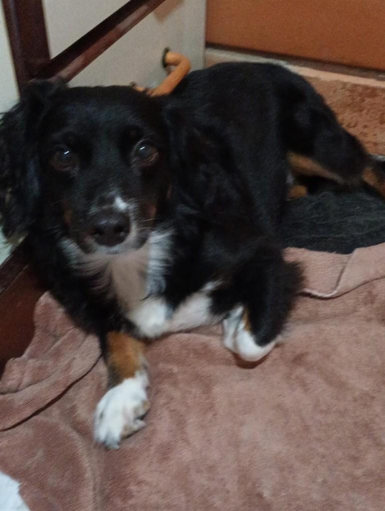 Bob, cachorro de porte pequeno para adoção em Blumenau - SC