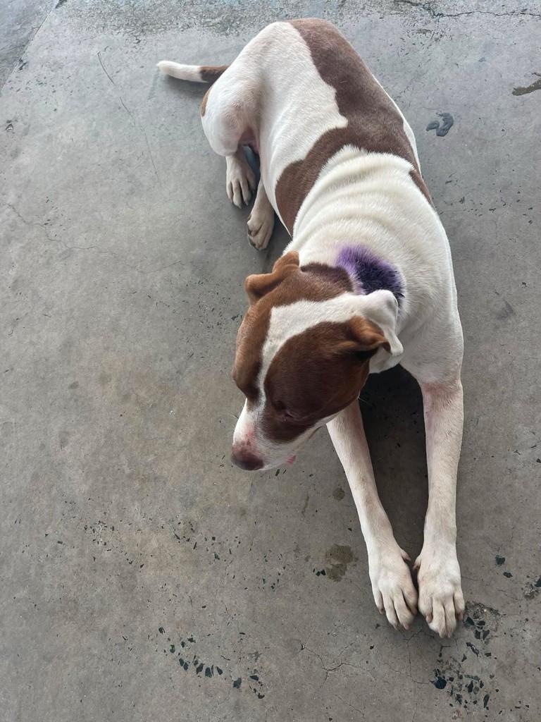Pitt, cachorro de porte médio para adoção em Blumenau - SC