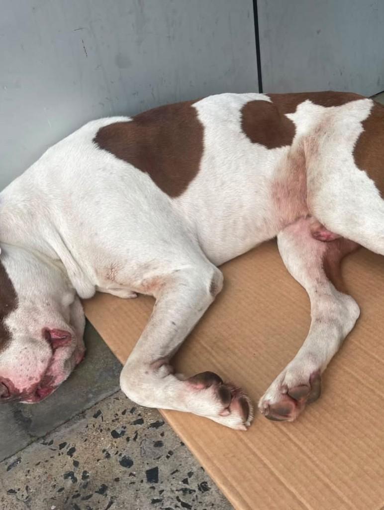 Pitt, cachorro de porte médio para adoção em Blumenau - SC — foto 2 de 3