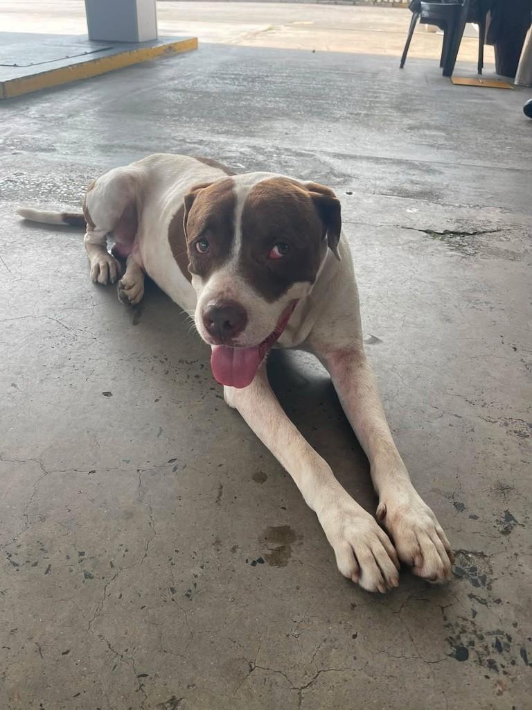 Pitt, cachorro de porte médio para adoção em Blumenau - SC — foto 3 de 3