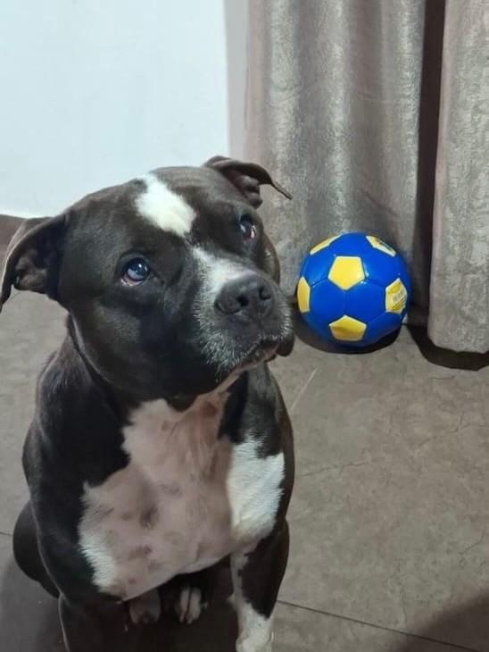 Robson, cachorro de porte grande para adoção em Blumenau - SC