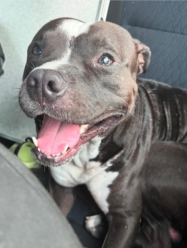 Robson, cachorro de porte grande para adoção em Blumenau - SC — foto 2 de 2
