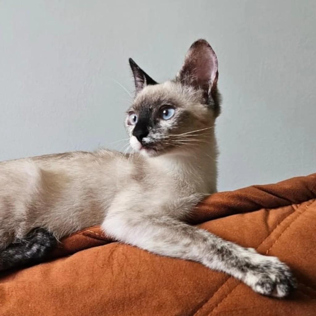 Tica, gata de porte pequeno para adoção em São Paulo - SP
