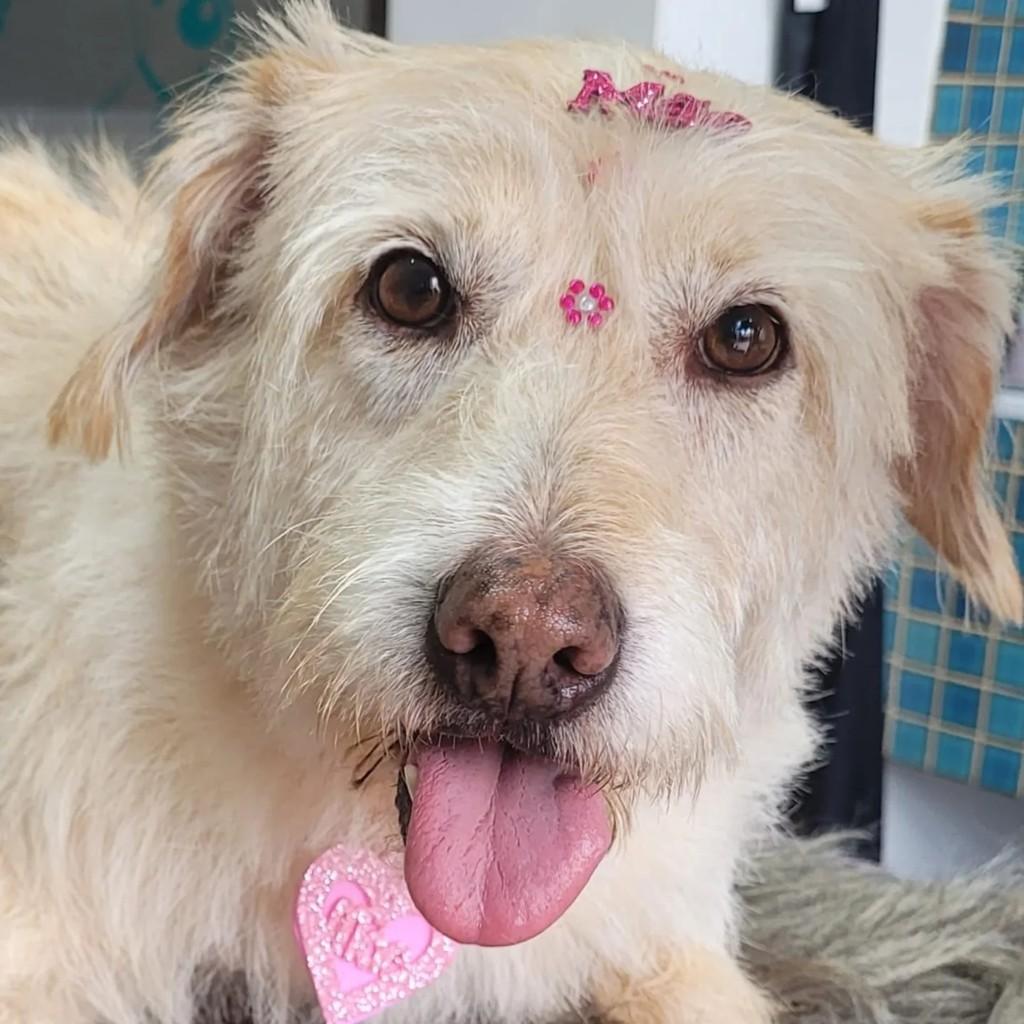 Sandy, cadela de porte grande para adoção em São Paulo - SP