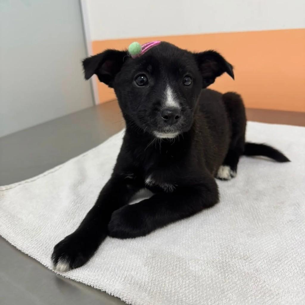 Nina, cadela de porte médio para adoção em São Paulo - SP