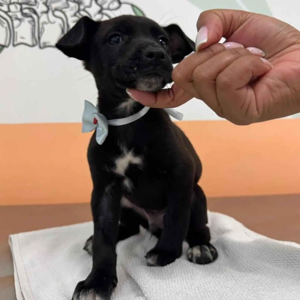 Tufão, cachorro de porte médio para adoção em São Paulo - SP