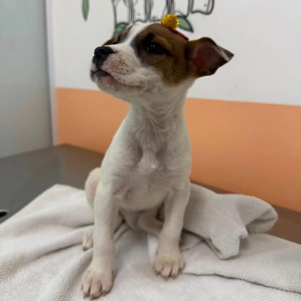Carminha, cachorro de porte médio para adoção em São Paulo - SP