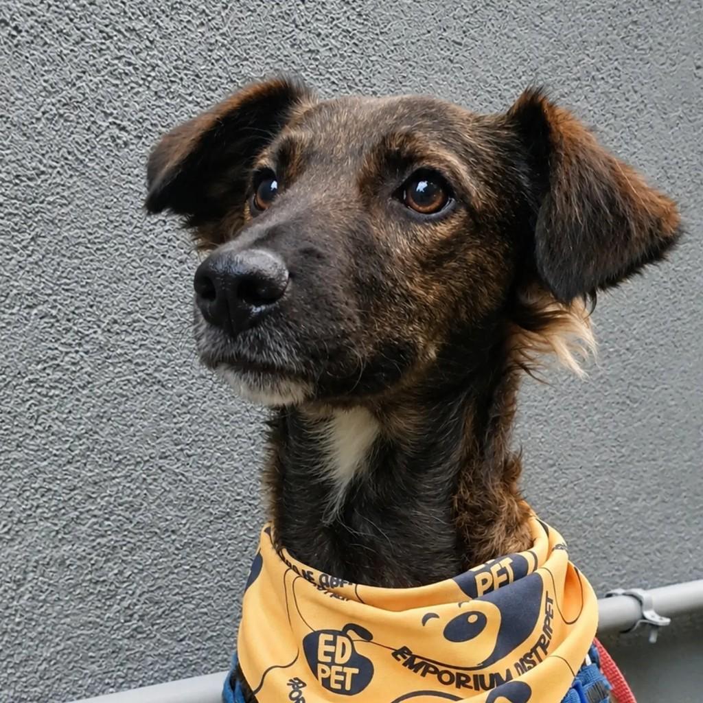 Lobinho, cachorro de porte médio para adoção em São Paulo - SP