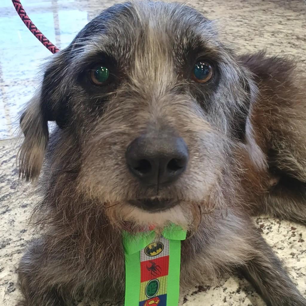 Peto, cachorro de porte médio para adoção em São Paulo - SP