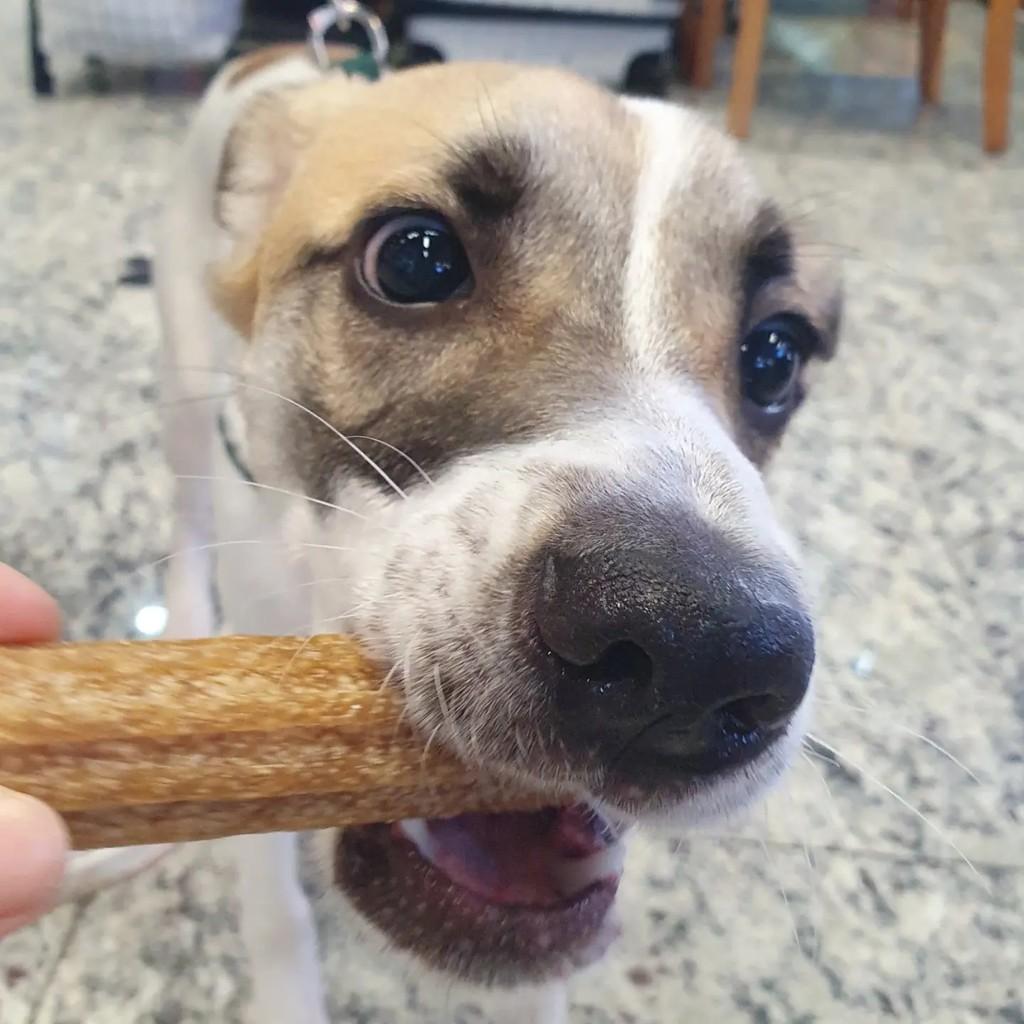 Spyke, cachorro de porte médio para adoção em São Paulo - SP