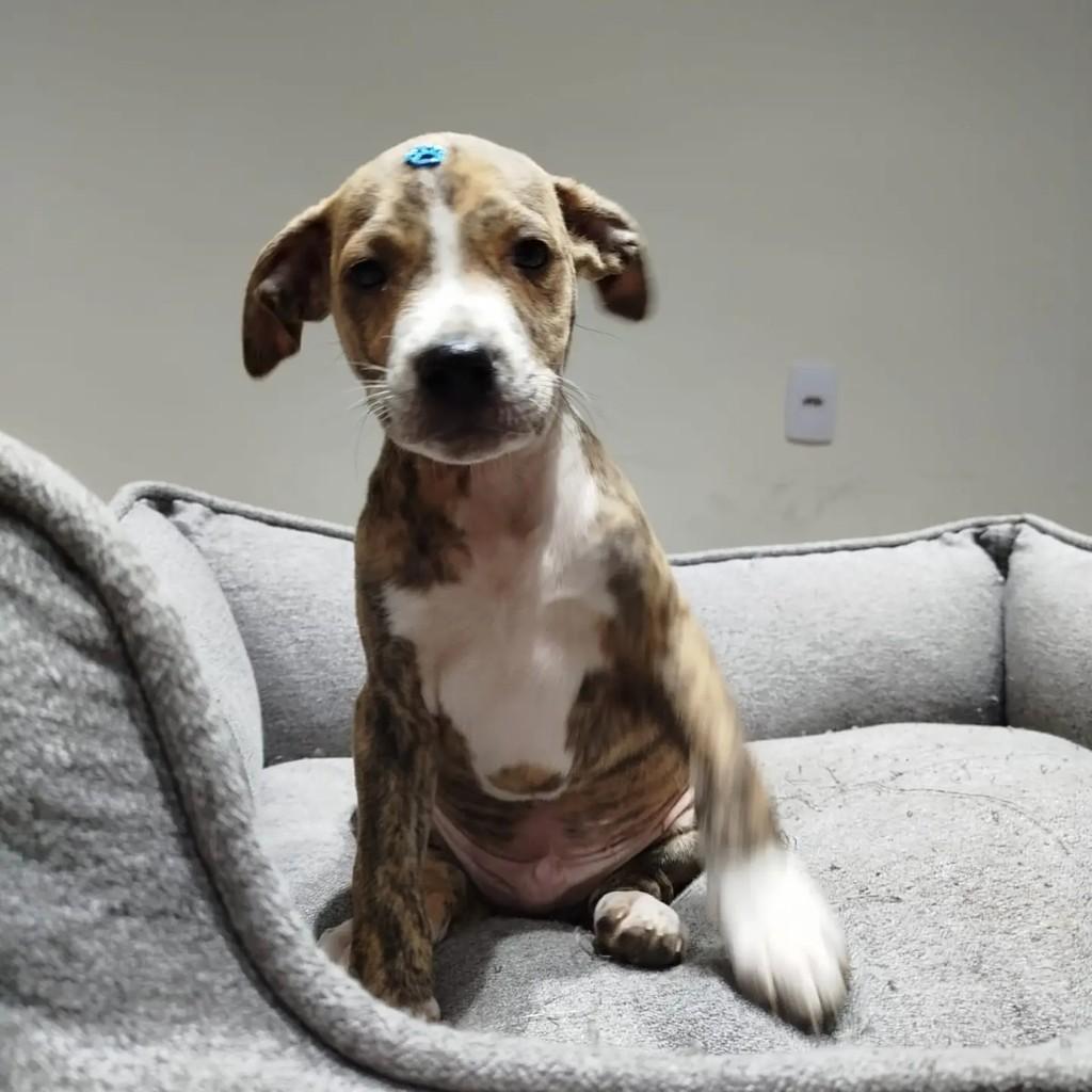 Peter Parker, cachorro de porte pequeno para adoção em São Paulo - SP