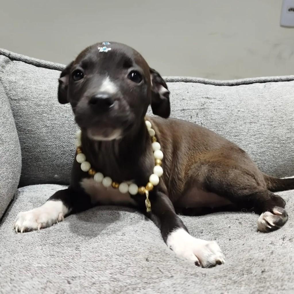 Gwen, cadela de porte pequeno para adoção em São Paulo - SP
