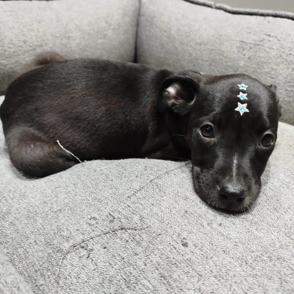 Cindy, cachorro de porte pequeno para adoção em São Paulo - SP