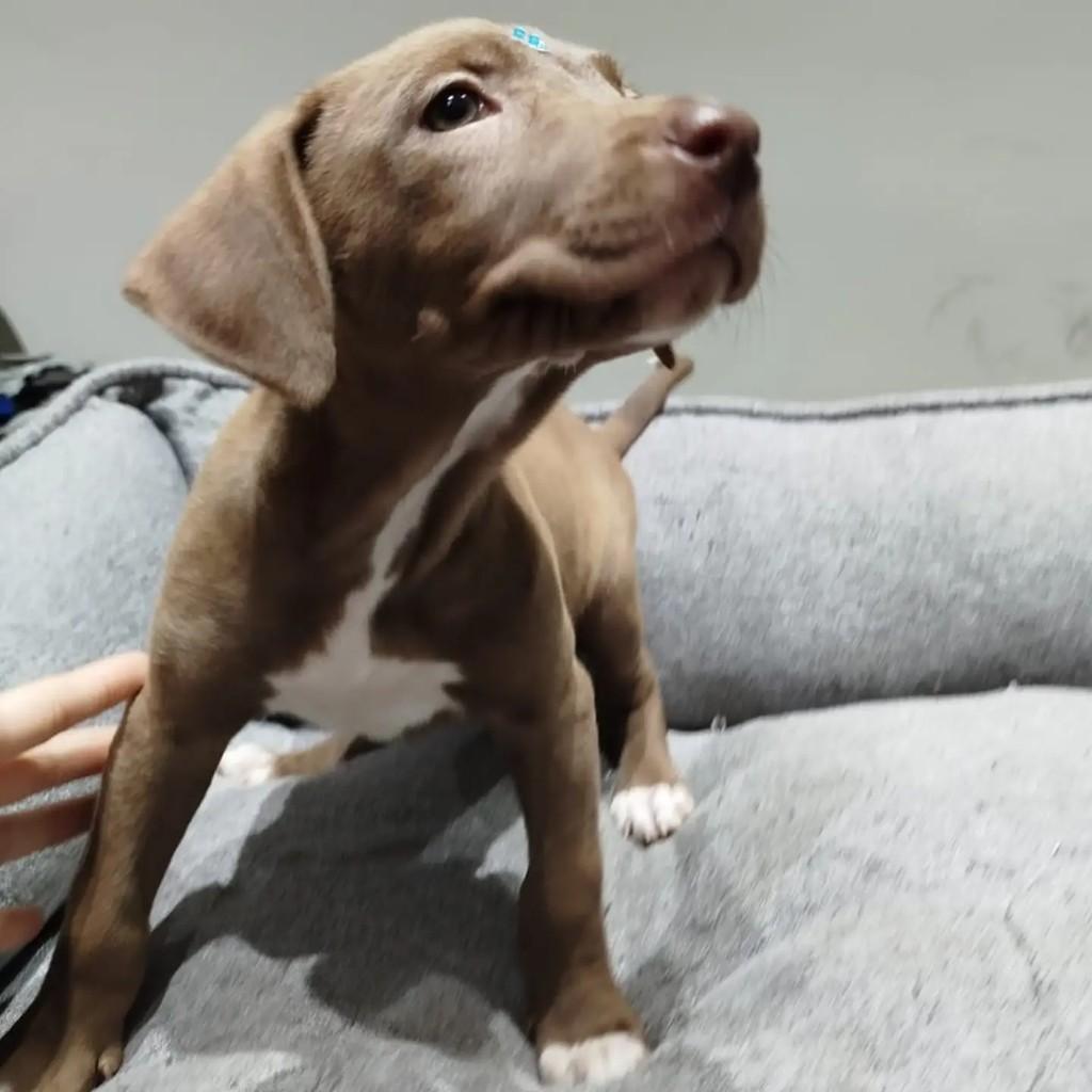 Zendaya, cachorro de porte pequeno para adoção em São Paulo - SP