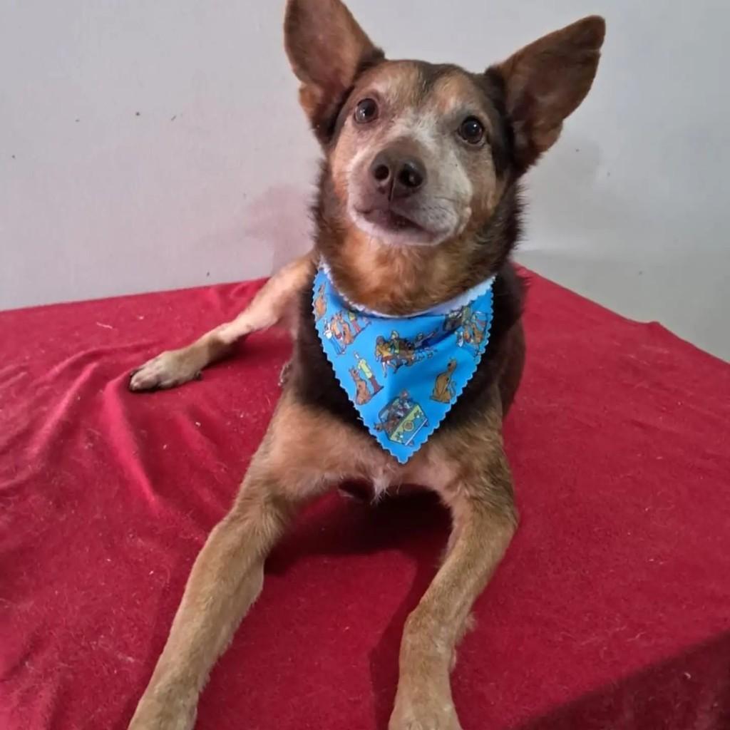Alpino, cachorro de porte médio para adoção em São Paulo - SP