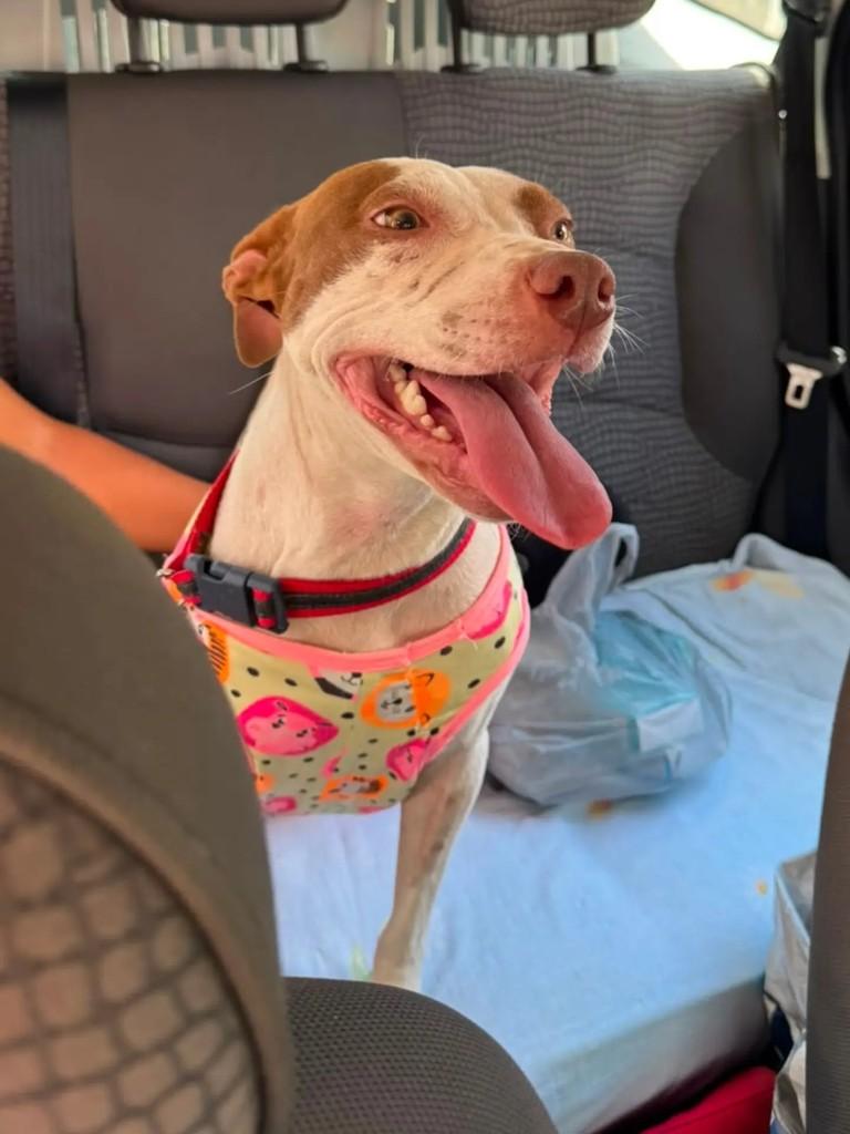 Kiara, cachorro de porte médio para adoção em São Paulo - SP