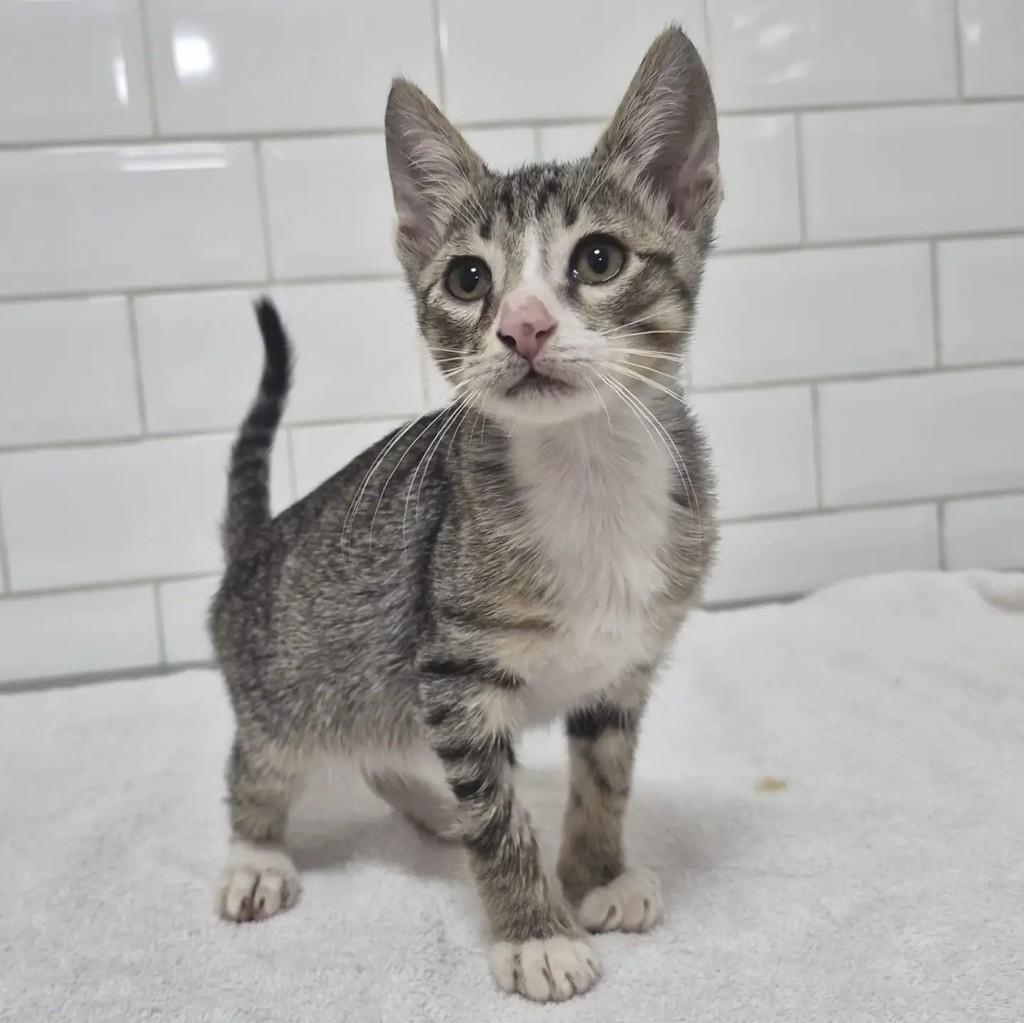 Abel, gato de porte pequeno para adoção em São Paulo - SP