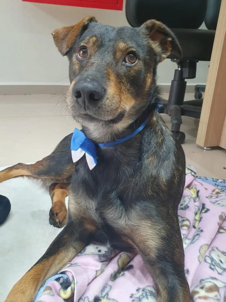 Lion, cachorro de porte médio para adoção em São Paulo - SP