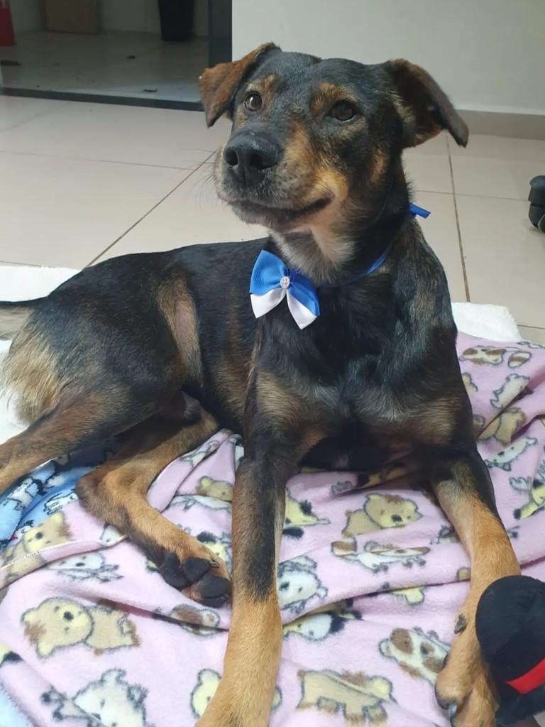 Lion, cachorro de porte médio para adoção em São Paulo - SP — foto 2 de 5