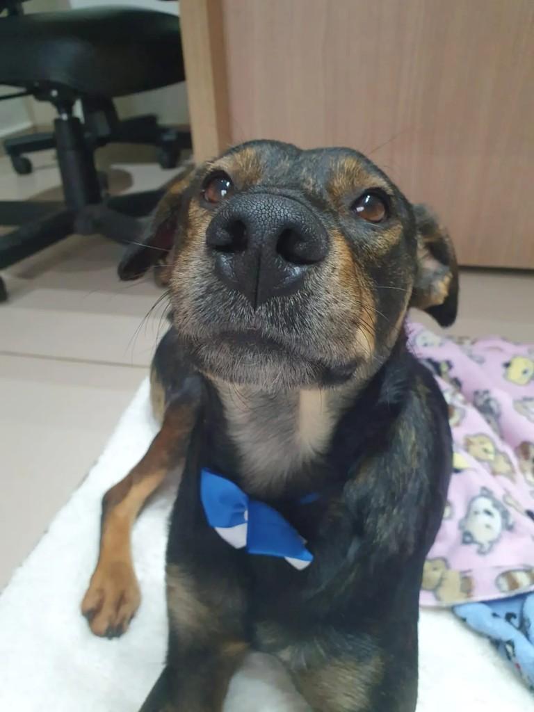 Lion, cachorro de porte médio para adoção em São Paulo - SP — foto 3 de 5