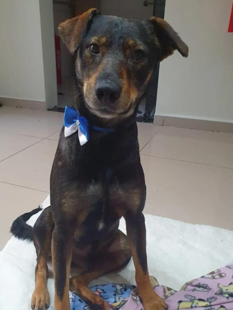 Lion, cachorro de porte médio para adoção em São Paulo - SP — foto 4 de 5