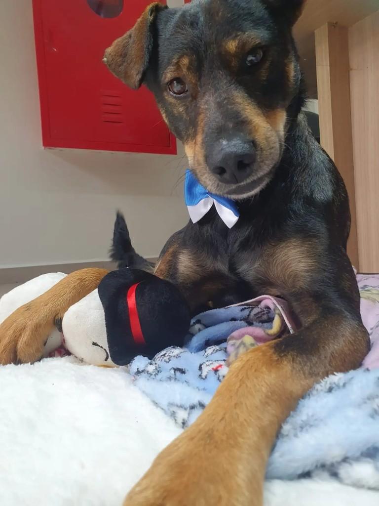 Lion, cachorro de porte médio para adoção em São Paulo - SP — foto 5 de 5