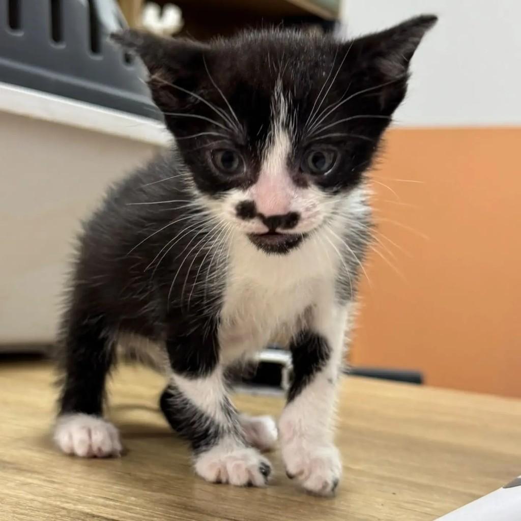 Frida, gato de porte pequeno para adoção em São Paulo - SP