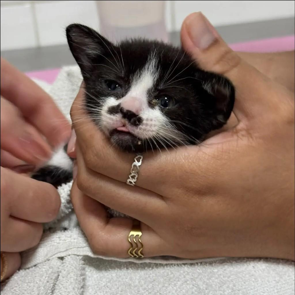 Frida, gato de porte pequeno para adoção em São Paulo - SP — foto 2 de 4