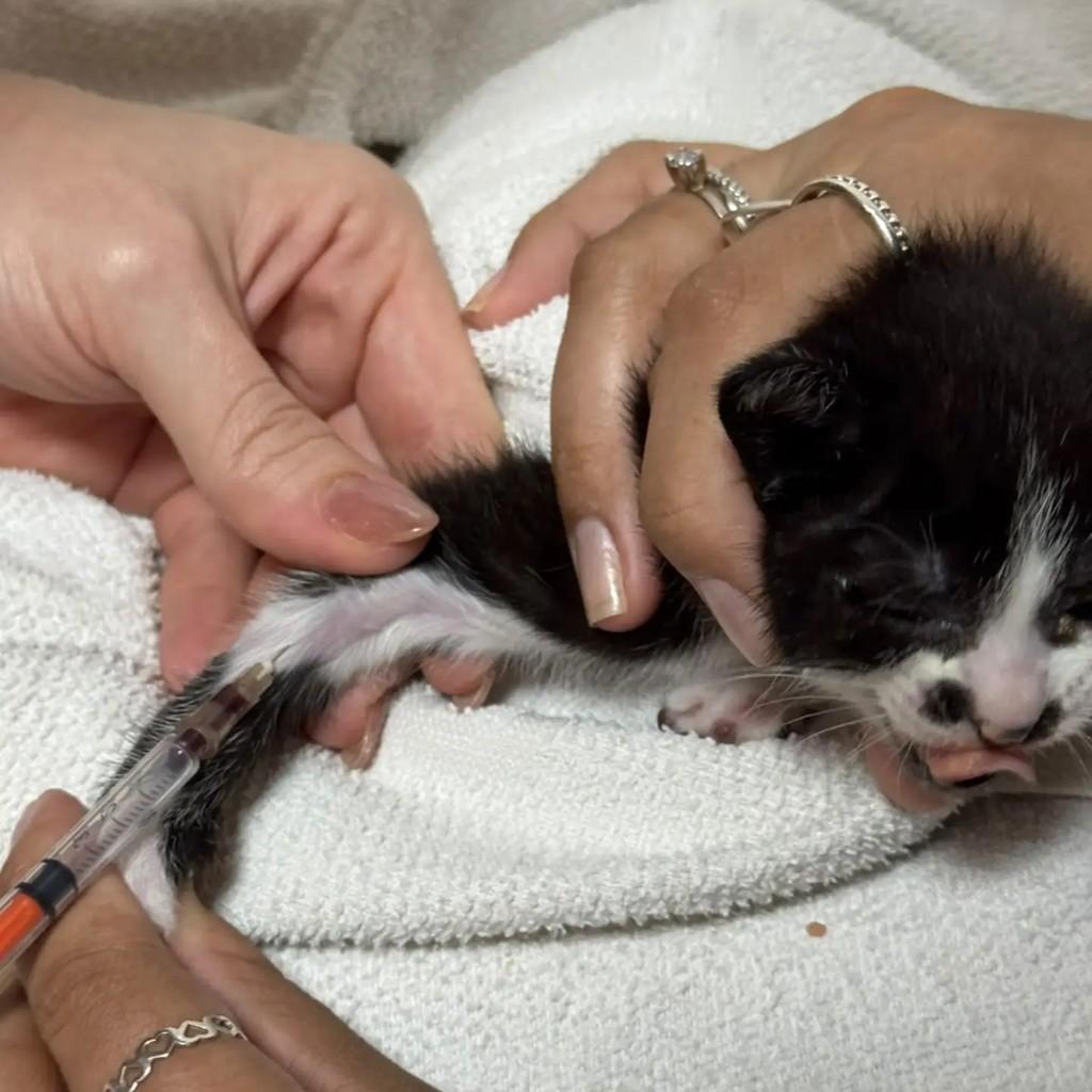 Frida, gato de porte pequeno para adoção em São Paulo - SP — foto 3 de 4