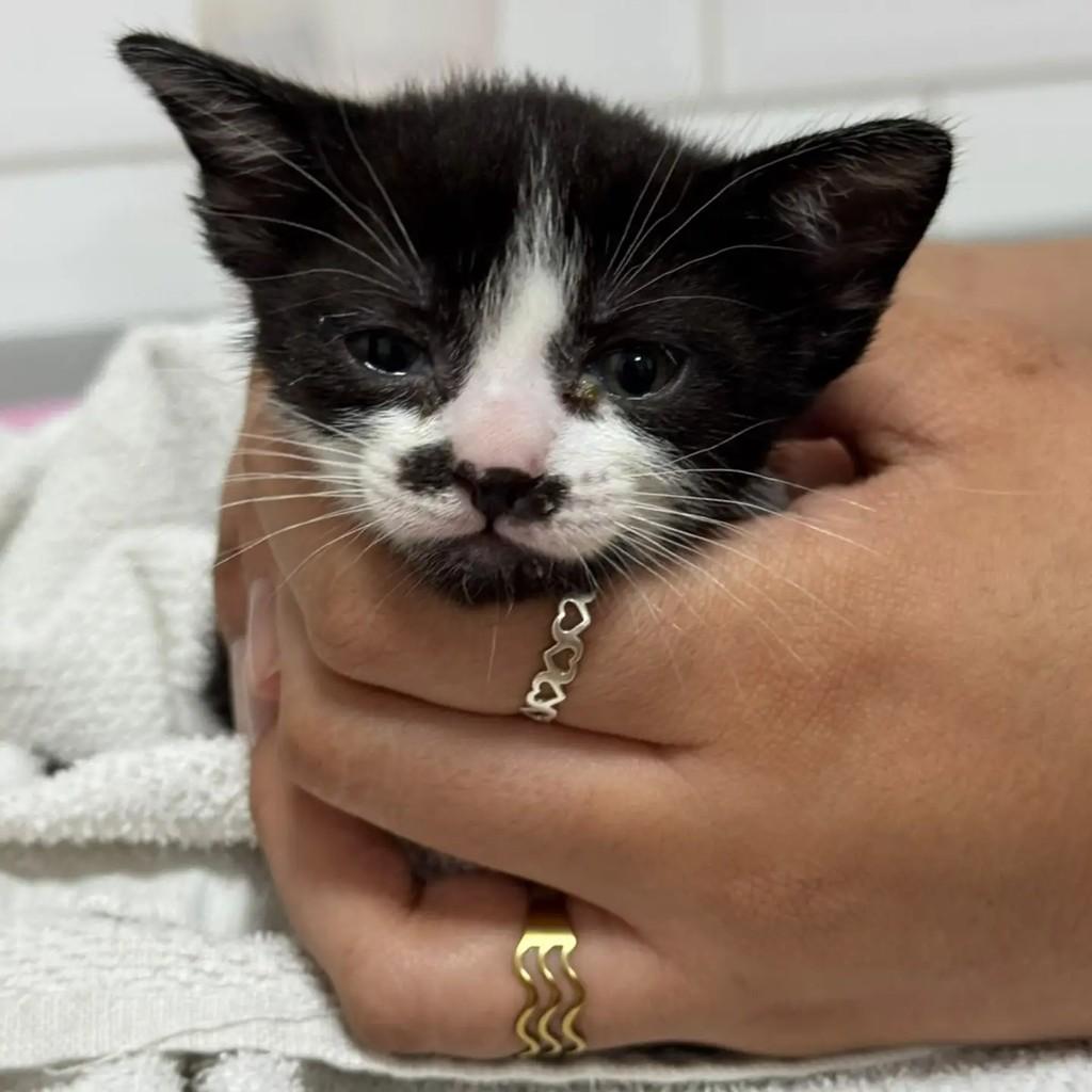 Frida, gato de porte pequeno para adoção em São Paulo - SP — foto 4 de 4