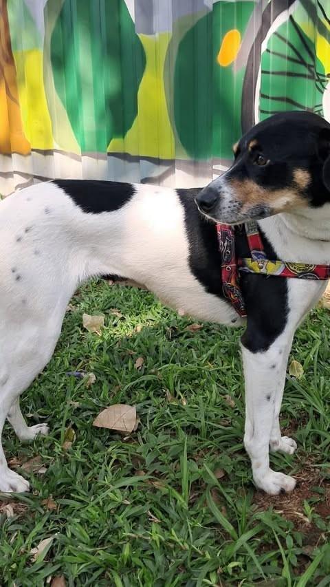 Tapioca, cadela de porte pequeno para adoção em São Paulo - SP