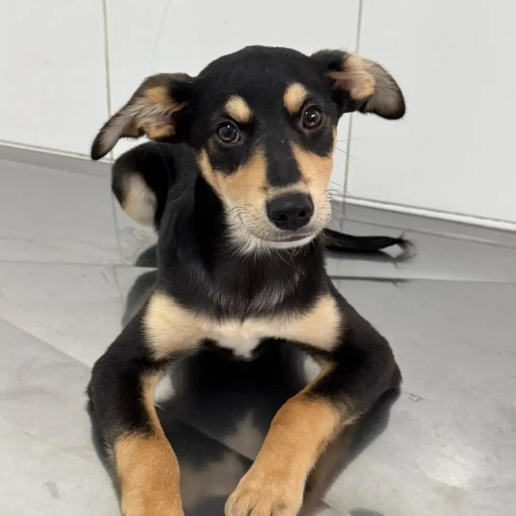 Joey, cachorro de porte pequeno para adoção em São Paulo - SP