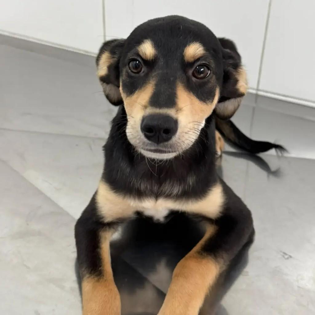 Joey, cachorro de porte pequeno para adoção em São Paulo - SP — foto 2 de 4