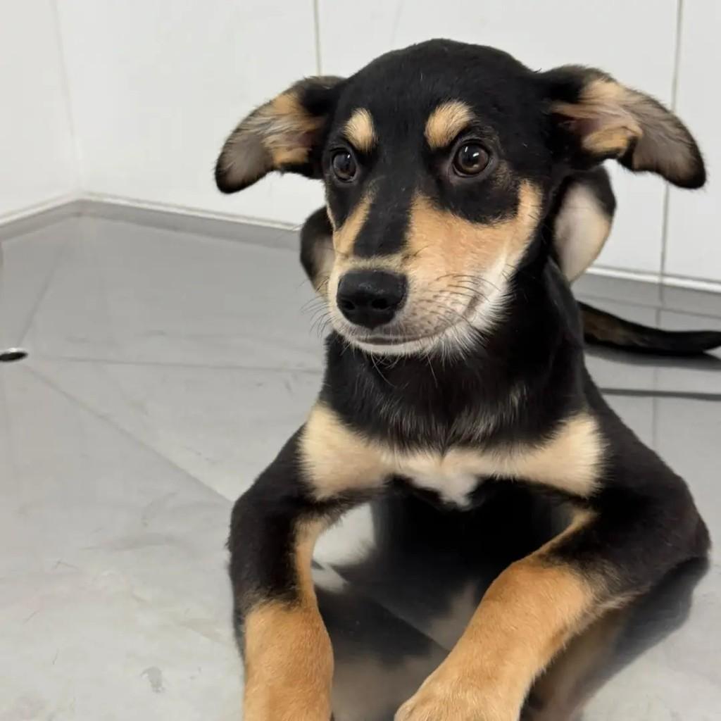 Joey, cachorro de porte pequeno para adoção em São Paulo - SP — foto 3 de 4