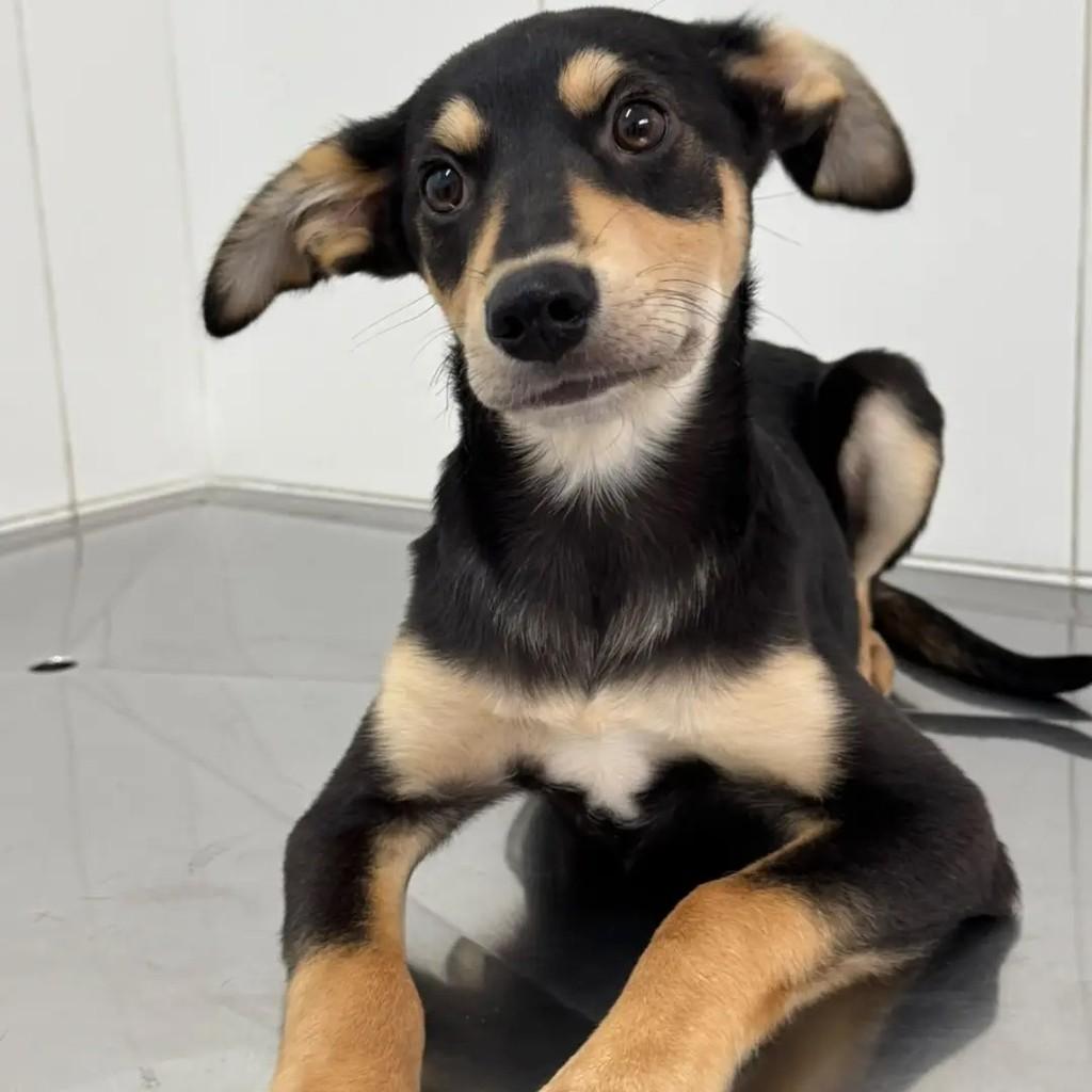 Joey, cachorro de porte pequeno para adoção em São Paulo - SP — foto 4 de 4