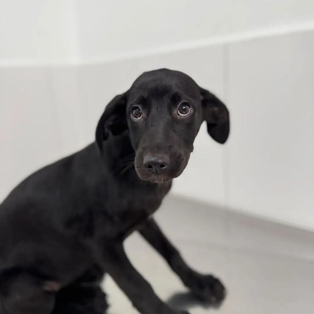 Mônica, cadela para adoção em São Paulo - SP