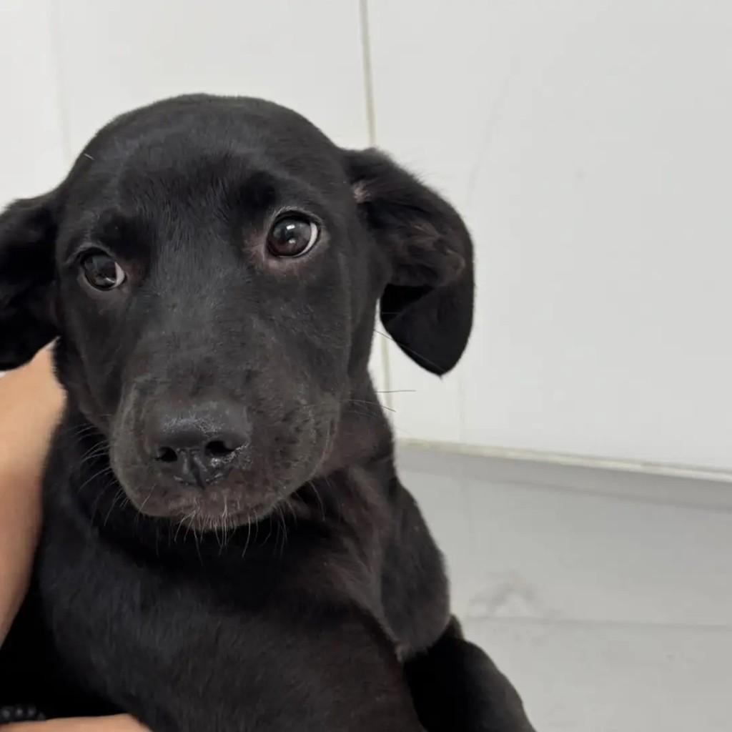 Mônica, cadela para adoção em São Paulo - SP — foto 2 de 7