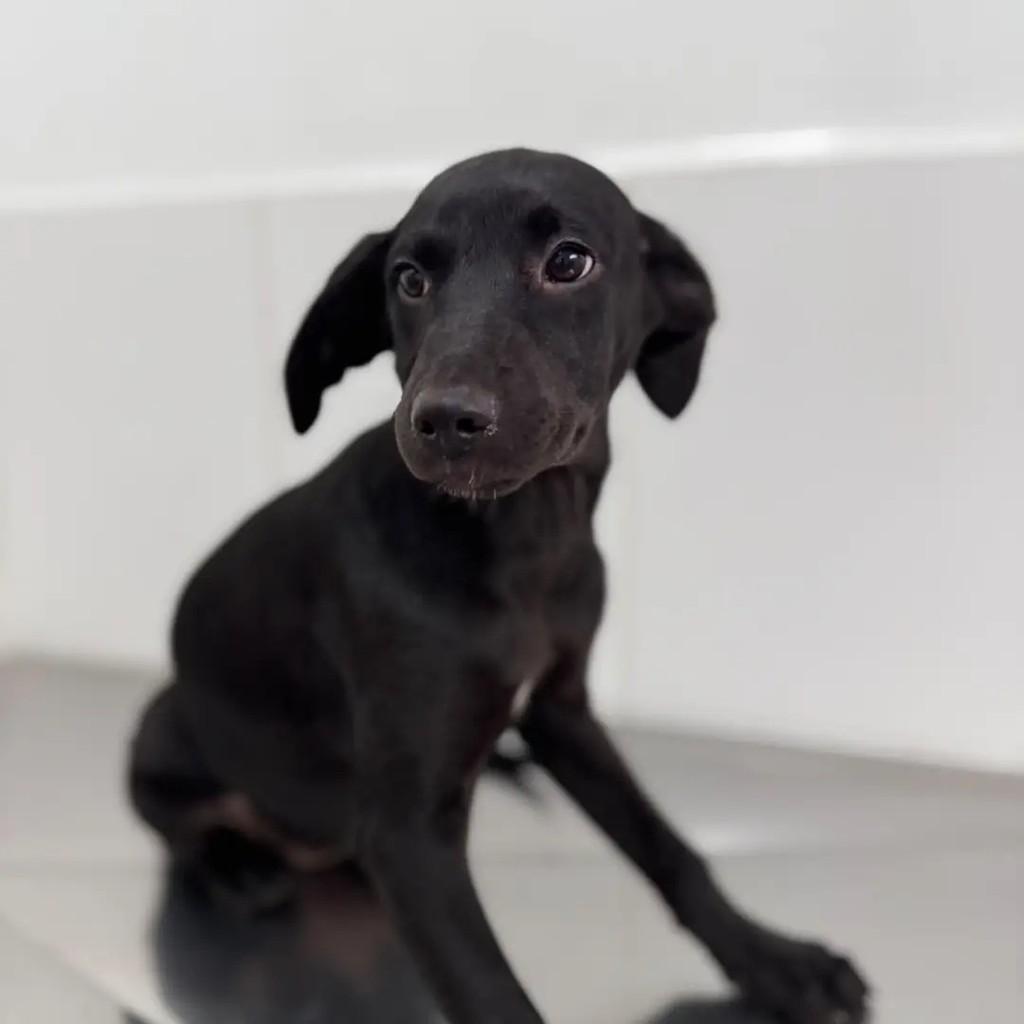 Mônica, cadela para adoção em São Paulo - SP — foto 3 de 7
