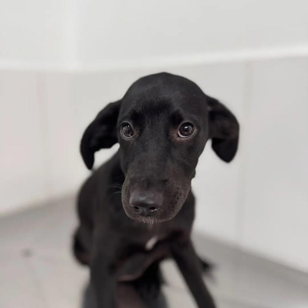 Mônica, cadela para adoção em São Paulo - SP — foto 4 de 7