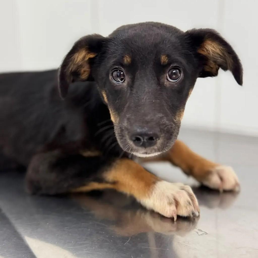 Rachel, cadela para adoção em São Paulo - SP