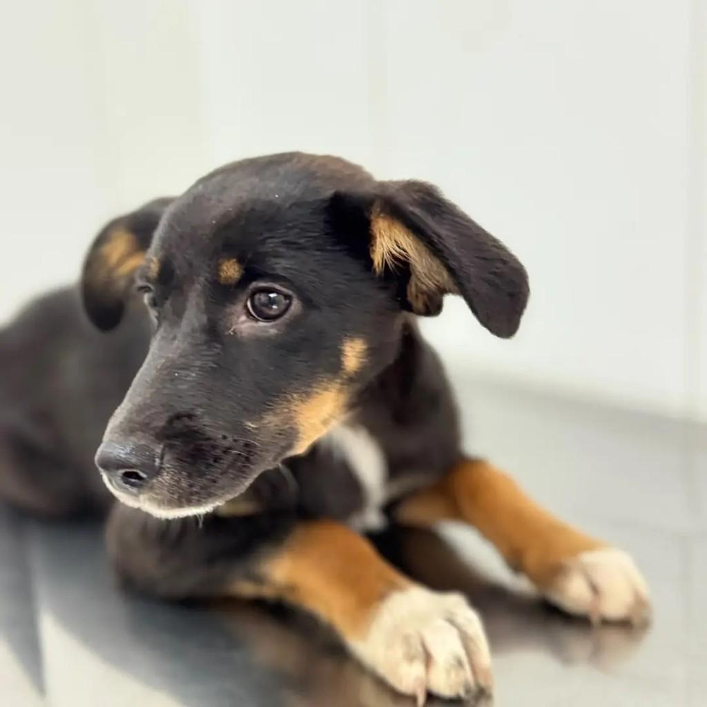 Rachel, cadela para adoção em São Paulo - SP — foto 2 de 4