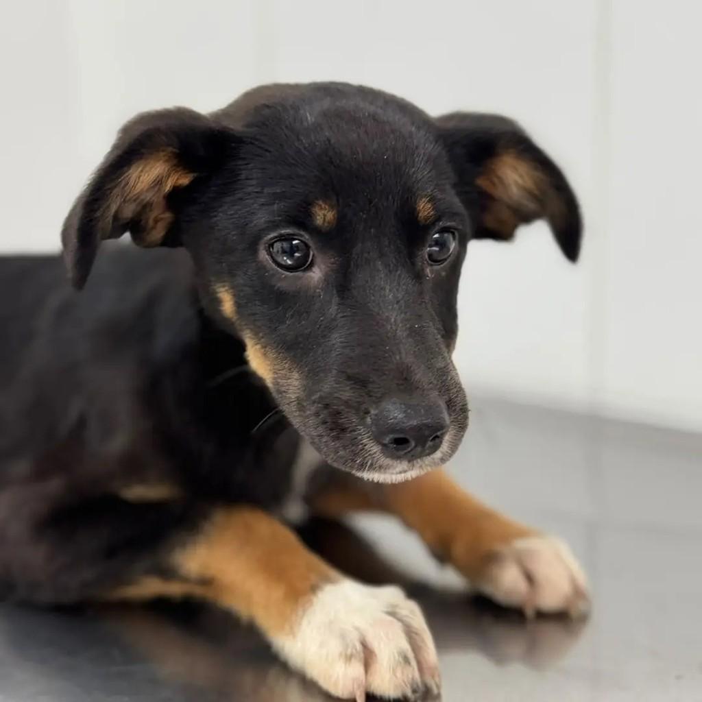 Rachel, cadela para adoção em São Paulo - SP — foto 3 de 4