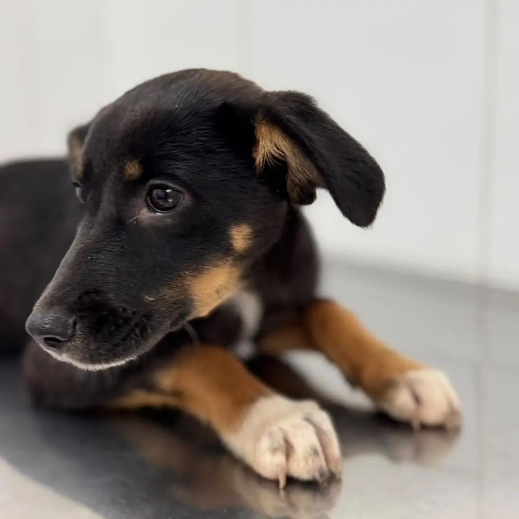 Rachel, cadela para adoção em São Paulo - SP — foto 4 de 4
