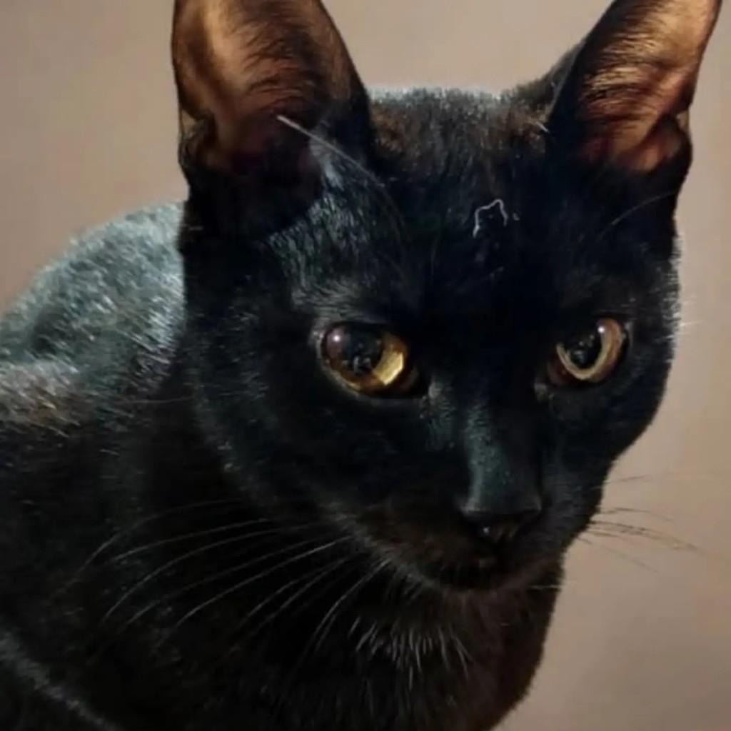 Bradock, gato de porte médio para adoção em São Paulo - SP