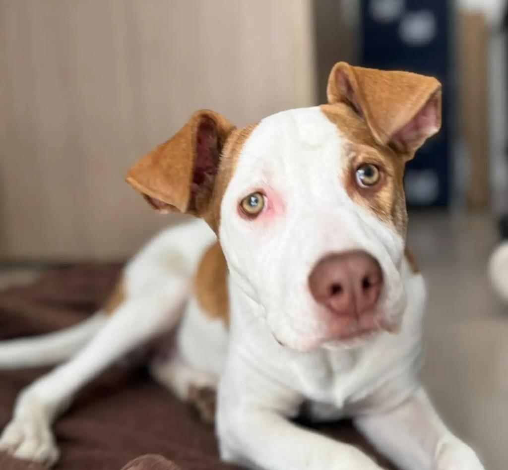 Mary Jane, cadela de porte pequeno para adoção em São Paulo - SP
