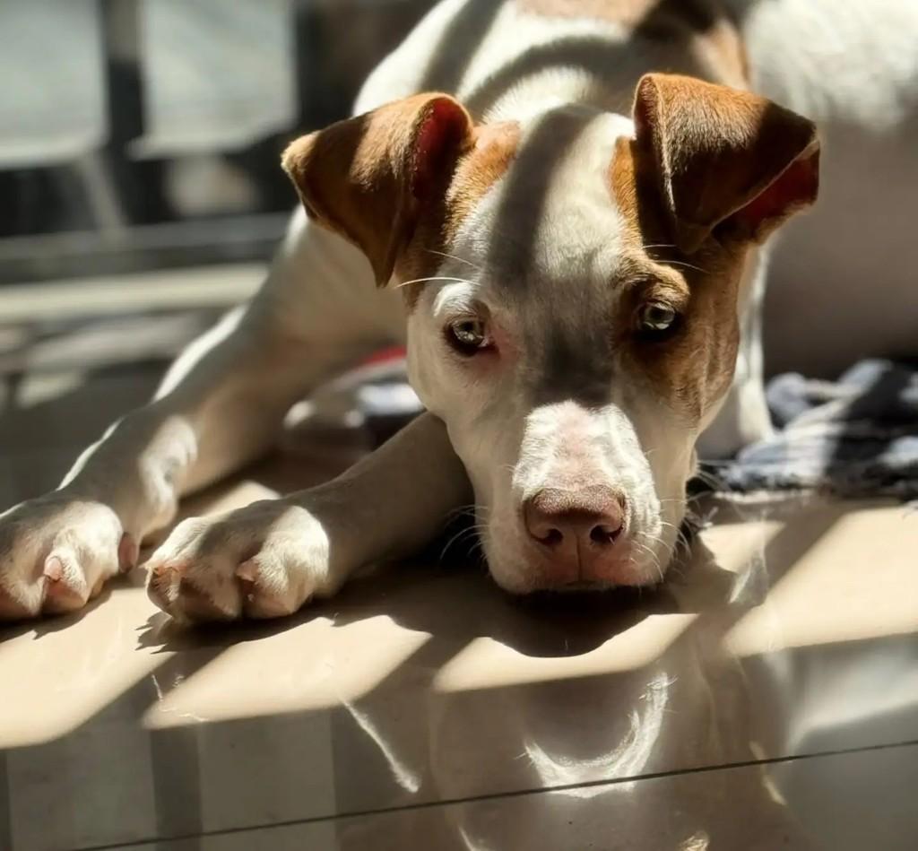 Mary Jane, cadela de porte pequeno para adoção em São Paulo - SP — foto 2 de 4