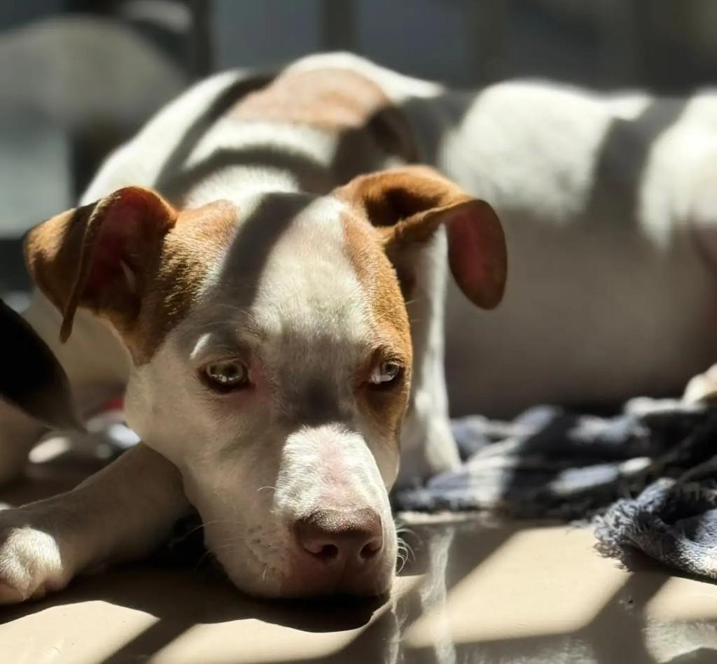 Mary Jane, cadela de porte pequeno para adoção em São Paulo - SP — foto 3 de 4