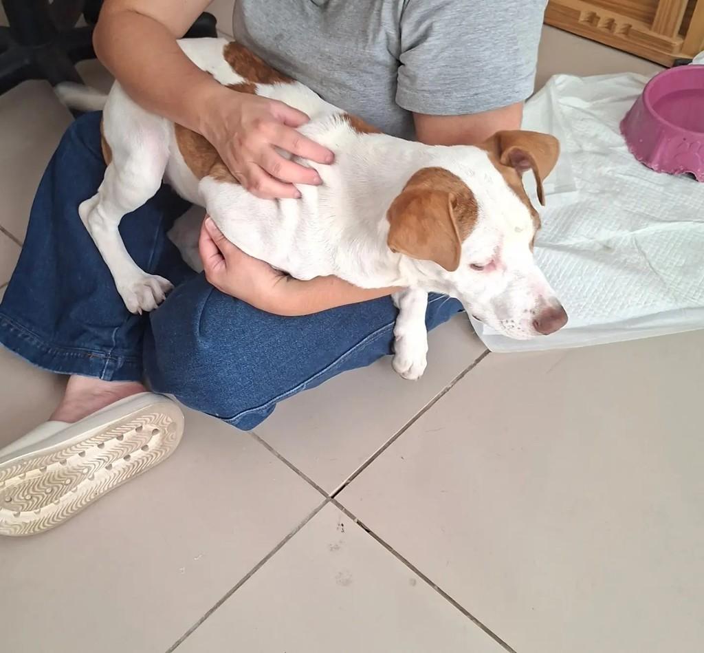 Mary Jane, cadela de porte pequeno para adoção em São Paulo - SP — foto 4 de 4