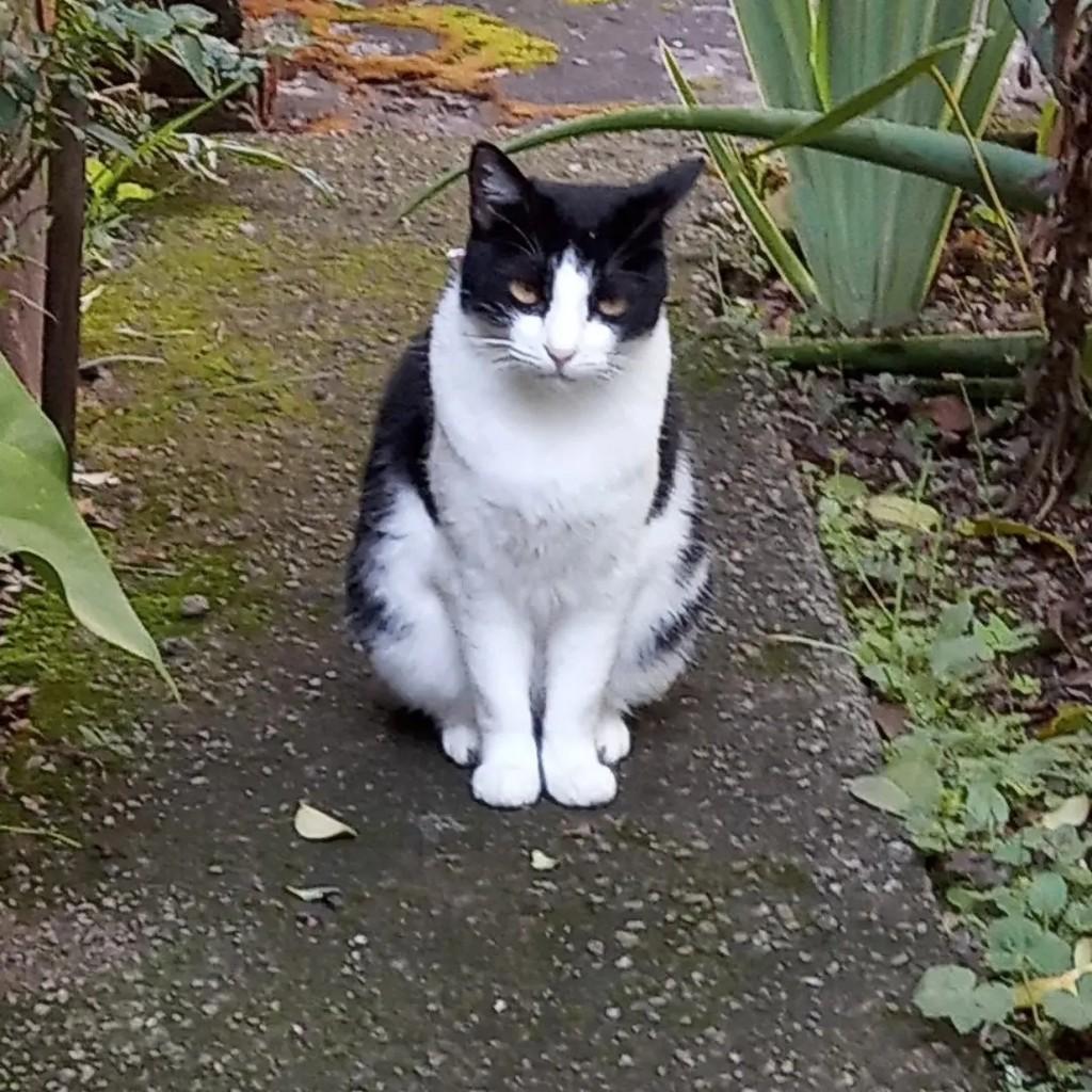 Fran, gata de porte médio para adoção em São Paulo - SP