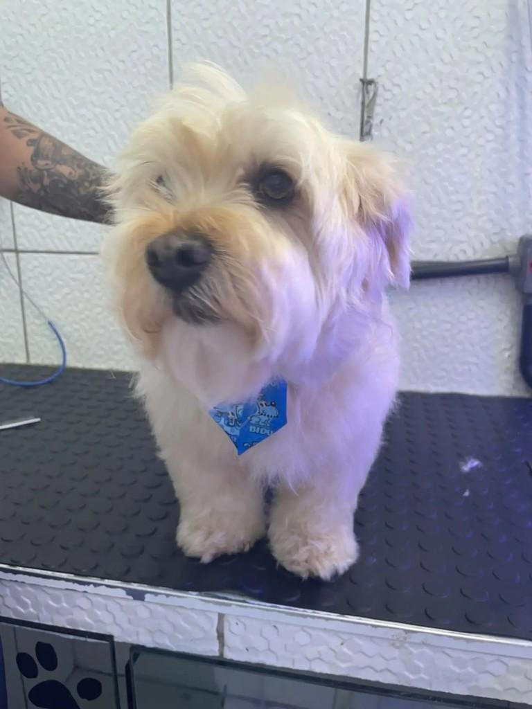 Jorginho, cachorro de porte pequeno para adoção em São Paulo - SP